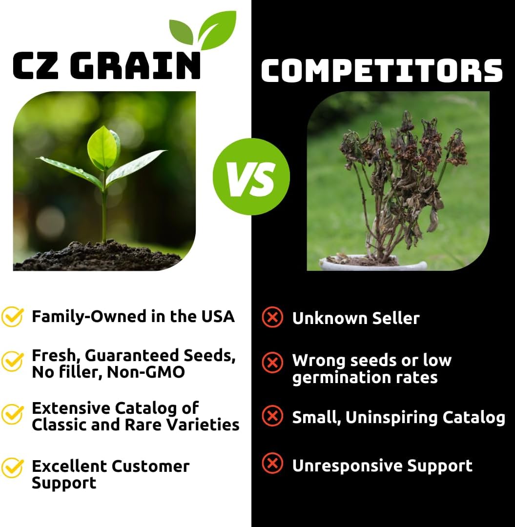 Hawaiian Punch Caladium Bulbs for Planting -Rare Coloring - Perennial Hosta, Elephant Ears, Fancy (5 Elephant Ear Bulbs)