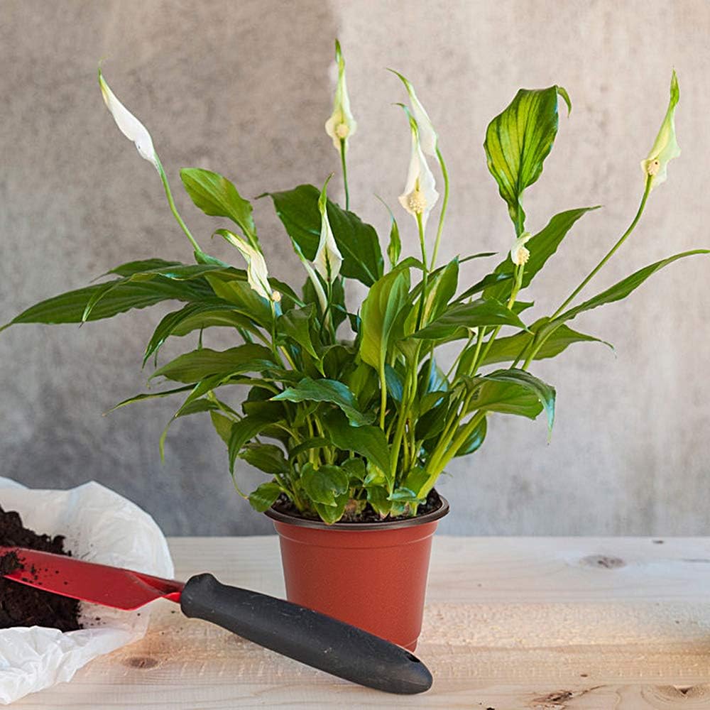 JERIA 200 Pack 6 Inch Plastic Nursery Pots Comewith Drainage Holes, Seedling Flower Plant Container and Seed Starting Pots with 200 Pcs Labels