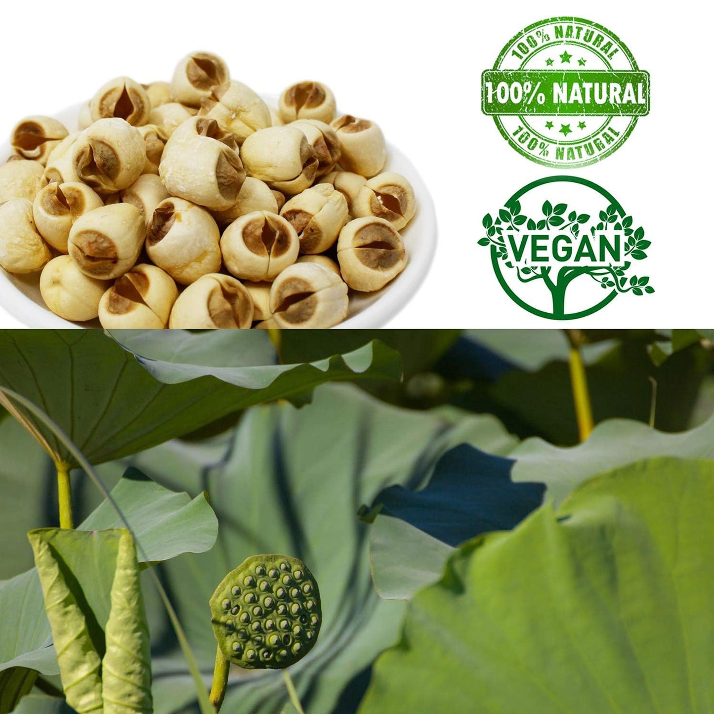 DABC OAK LAND Natural 3LB Dried Lotus Seeds 莲子干, Dried White Lotus Seeds Lian ZI, Rich In Methionine for Health, 白蓮子 for Herbal Tea Cooking Porridge and Soup Raw Material 3 X 16OZ Bags