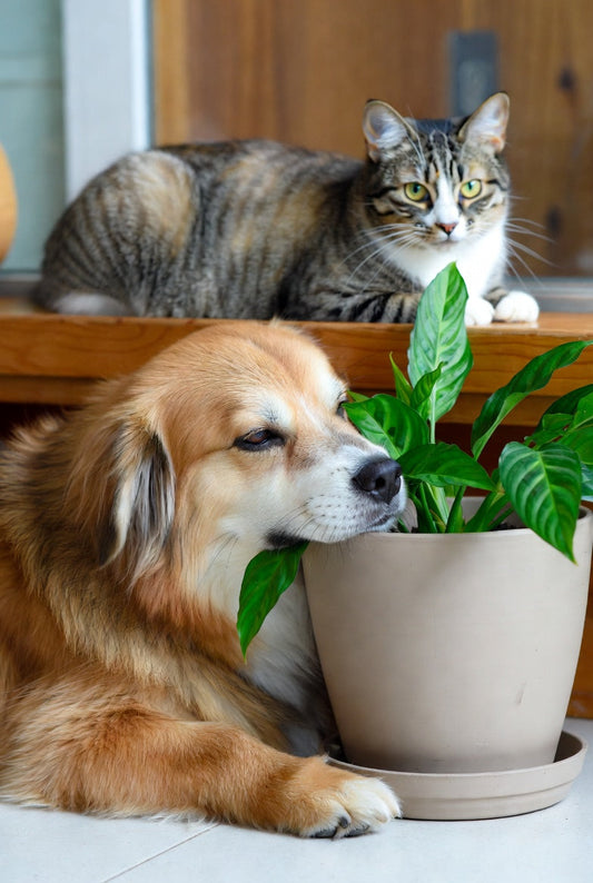 Paws and Petals: The Ultimate Guide to Pet-Friendly Indoor Plants (and Faux Alternatives)