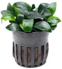 Aquarium Accessories