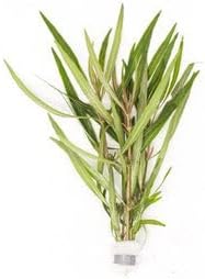 Live Aquarium Stem Plants - Freshwater Aquatic Plant for Fish Tanks, Aquascaping - (Ludwigia Repens, 1 Bunch)