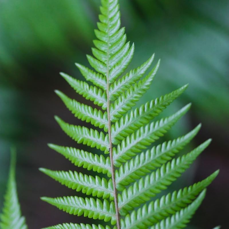 10 Lady Ferns Bare Roots, Ferns Live Plants Outdoor Indoor Planting, 4 to 6 Inc Tall Bare Roots