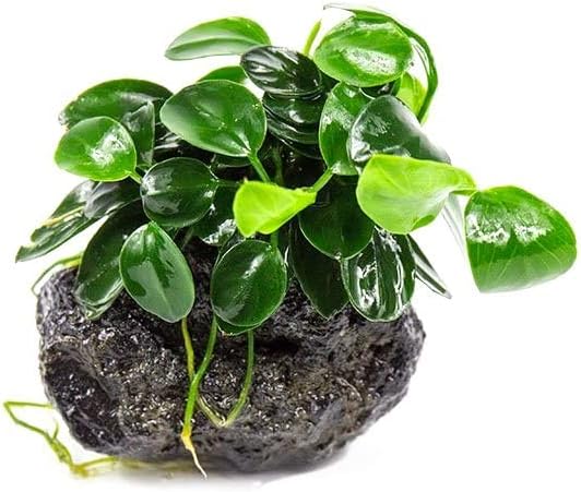 Live Aquarium Plants on Driftwood, Lava Rock, Moss Mat - Freshwater Fish Tank Plants (Anubias Nana Petite on Lava Stone)