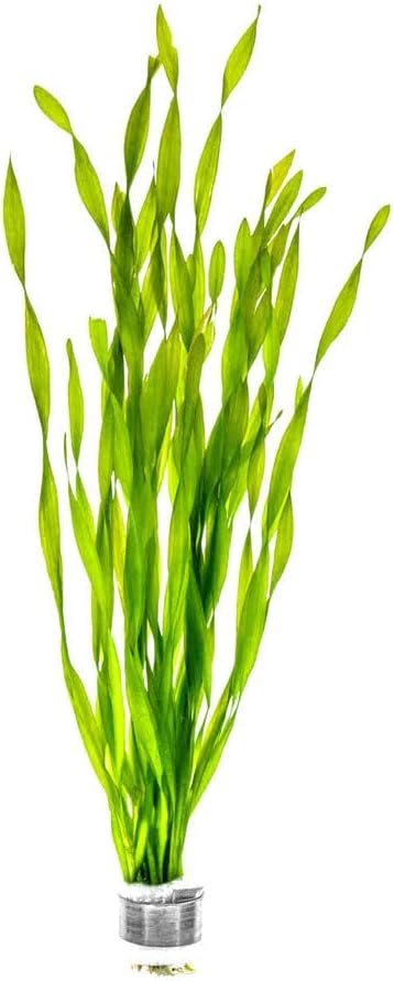 Live Plant - Tall Grass, Corkscrew Vallisneria - Easy Care, Moderate to High Light, Bright Green Accent, Freshwater Aquatic Plant for Aquascaping - Lead Bunch