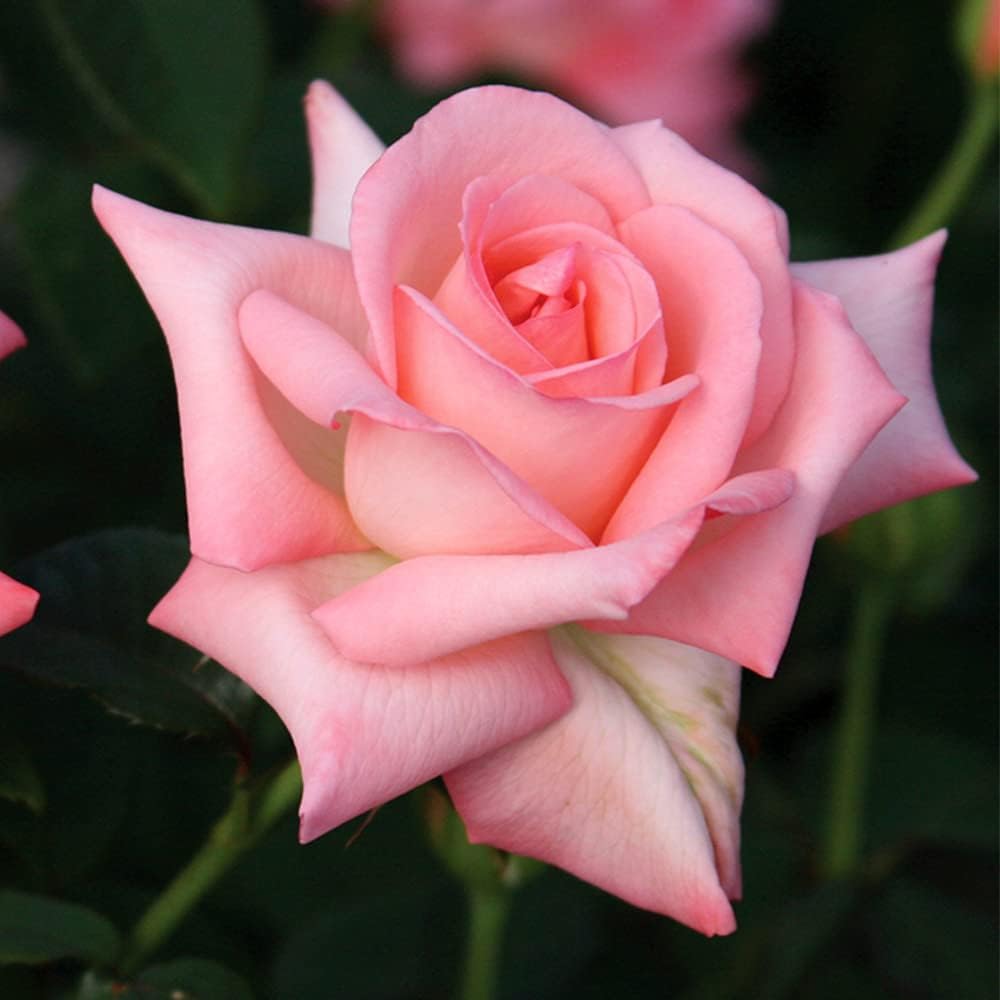 Heirloom Roses Rose Plant - Bride Pink Rose Bush, Hybrid Tea Live Plant for Planting Outdoors