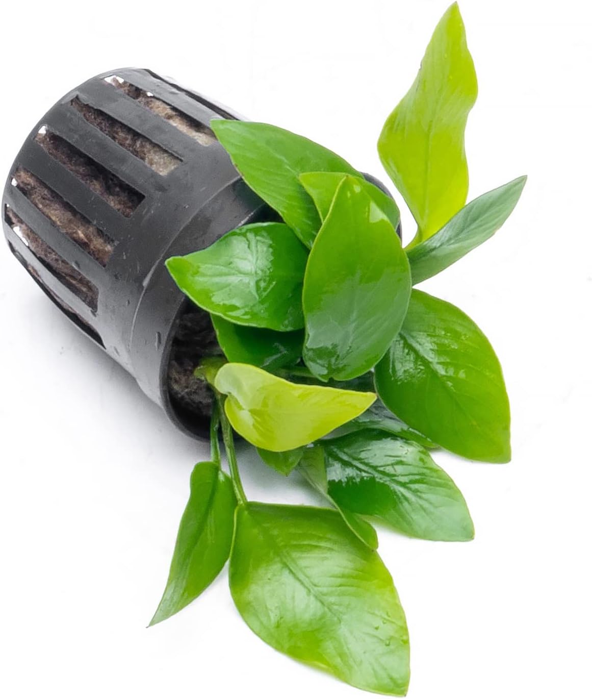 Anubias Live Aquarium Plants - Potted Freshwater Plant for Fish Tanks, Terrariums - Beginner Friendly Low Light (Nana Golden, 1 Pot)