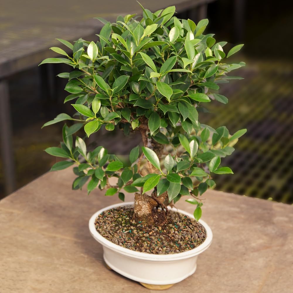 Brussel's Bonsai Live Golden Gate Ficus Indoor Bonsai Tree - Large, 10 Years, 16 to 20 In - Live Bonsai Tree in Ceramic Bonsai Pot