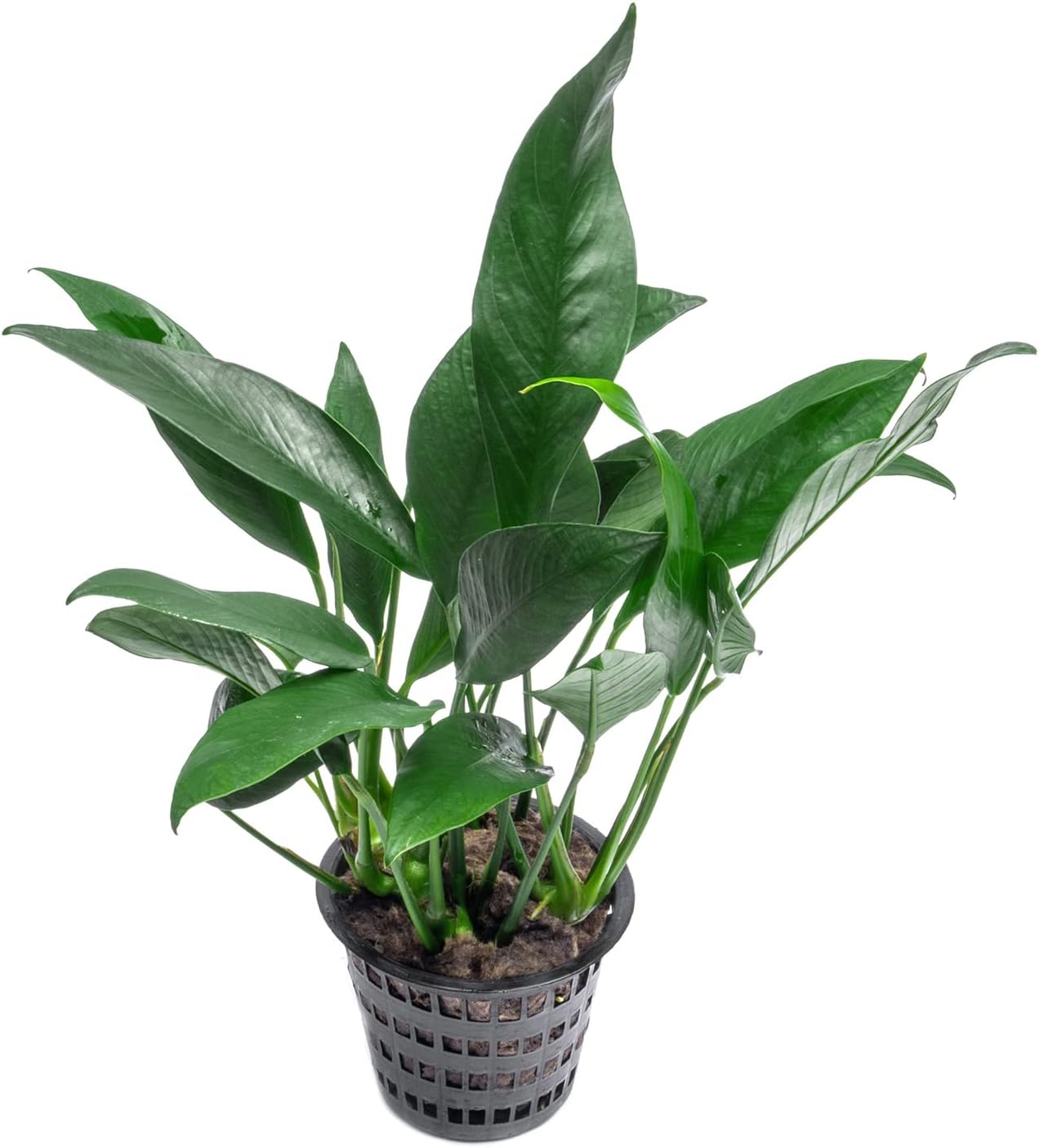 Anubias Live Aquarium Plants - Potted Freshwater Plant for Fish Tanks, Terrariums - Beginner Friendly Low Light (Lanceolata, Mother Plant)