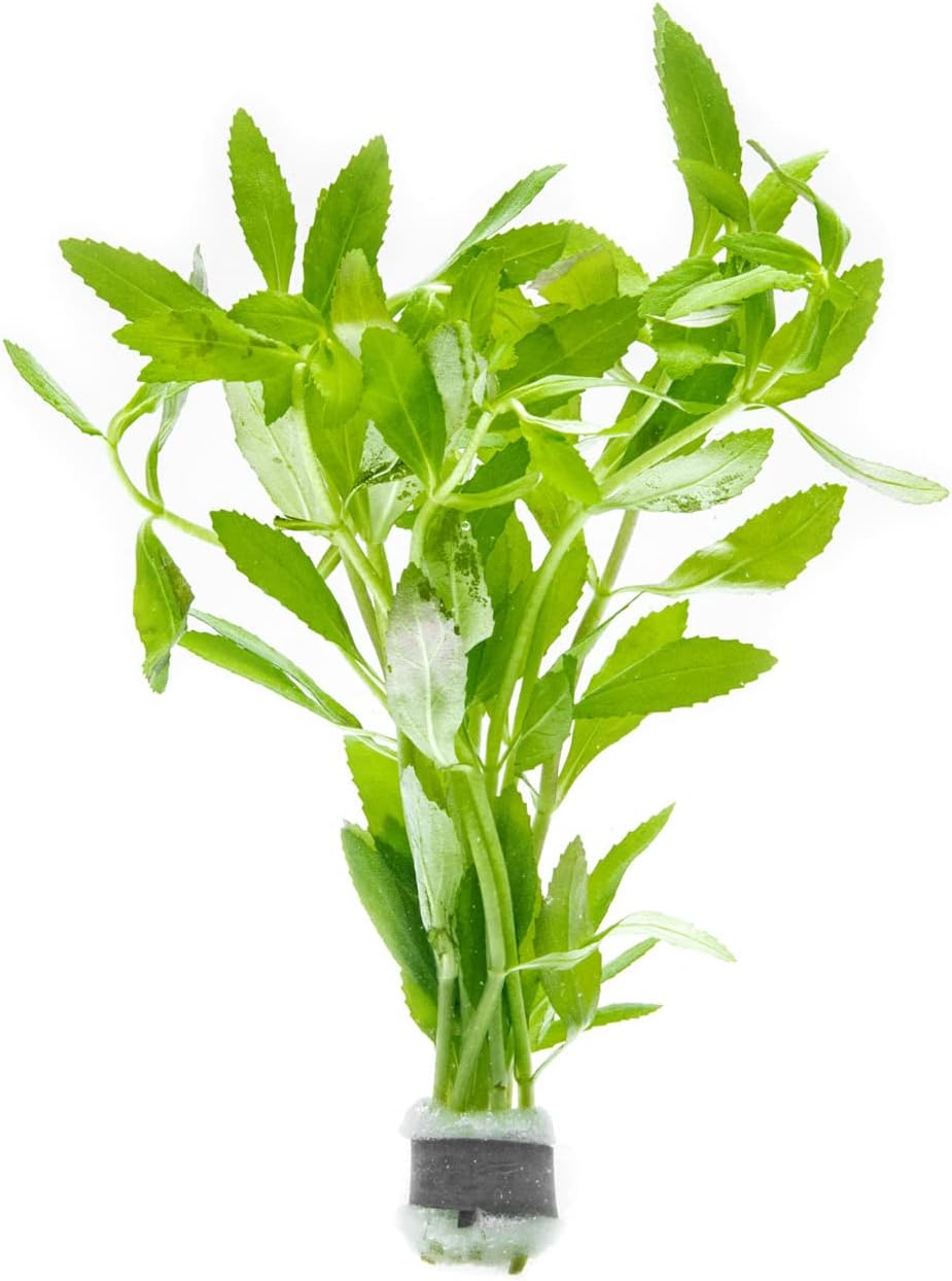 Live Aquarium Stem Plants - Freshwater Aquatic Plant for Fish Tanks, Aquascaping - (Limnophila Belem, 1 Bunch)