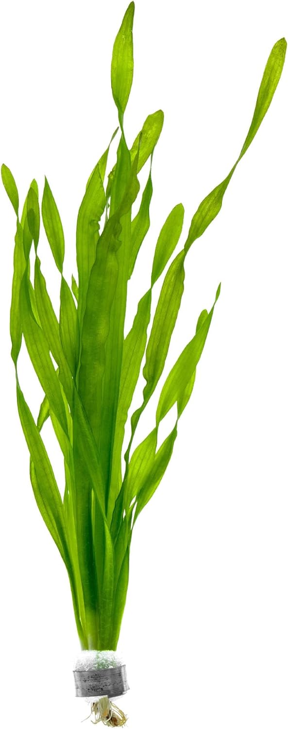 Live Plant - Tall Grass, Vallisneria Americana - Easy Care, Moderate to High Light, Bright Green Accent, Freshwater Aquatic Plant for Aquascaping - Lead Bunch