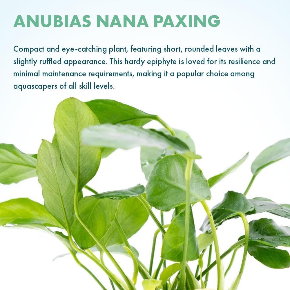 Live Plants – Anubias Nana Paxing (Anubias barteri VAR. Nana 'Paxing') – Low to Moderate Light, Deep Green Color Small Rounded Leaves, Foreground to Midground - Pot - 3 Pack