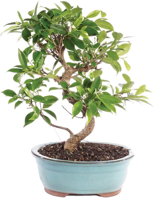 Brussel's Bonsai Live Golden Gate Ficus Indoor Bonsai Tree - Medium, 7 Years Old, 8 to 16 Inches Tall - Live Bonsai Tree in Ceramic Bonsai Pot