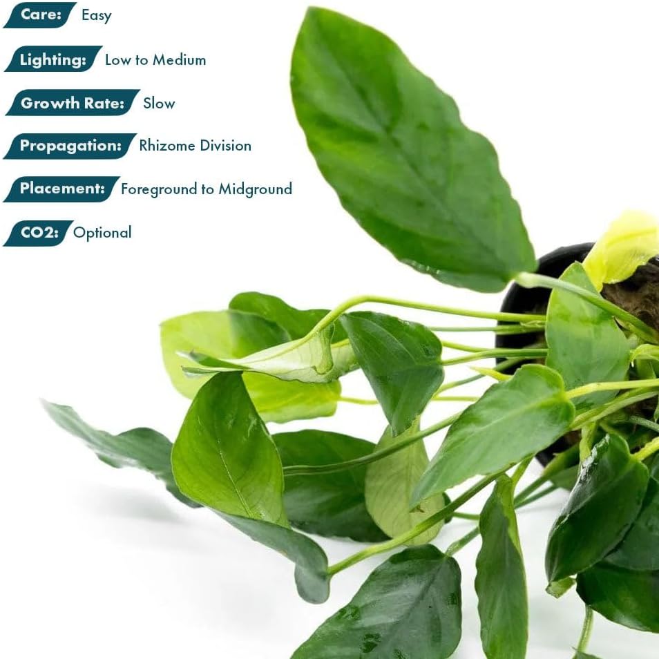 Live Plants – Anubias Nana Paxing (Anubias barteri VAR. Nana 'Paxing') – Low to Moderate Light, Deep Green Color Small Rounded Leaves, Foreground to Midground - Pot - 3 Pack