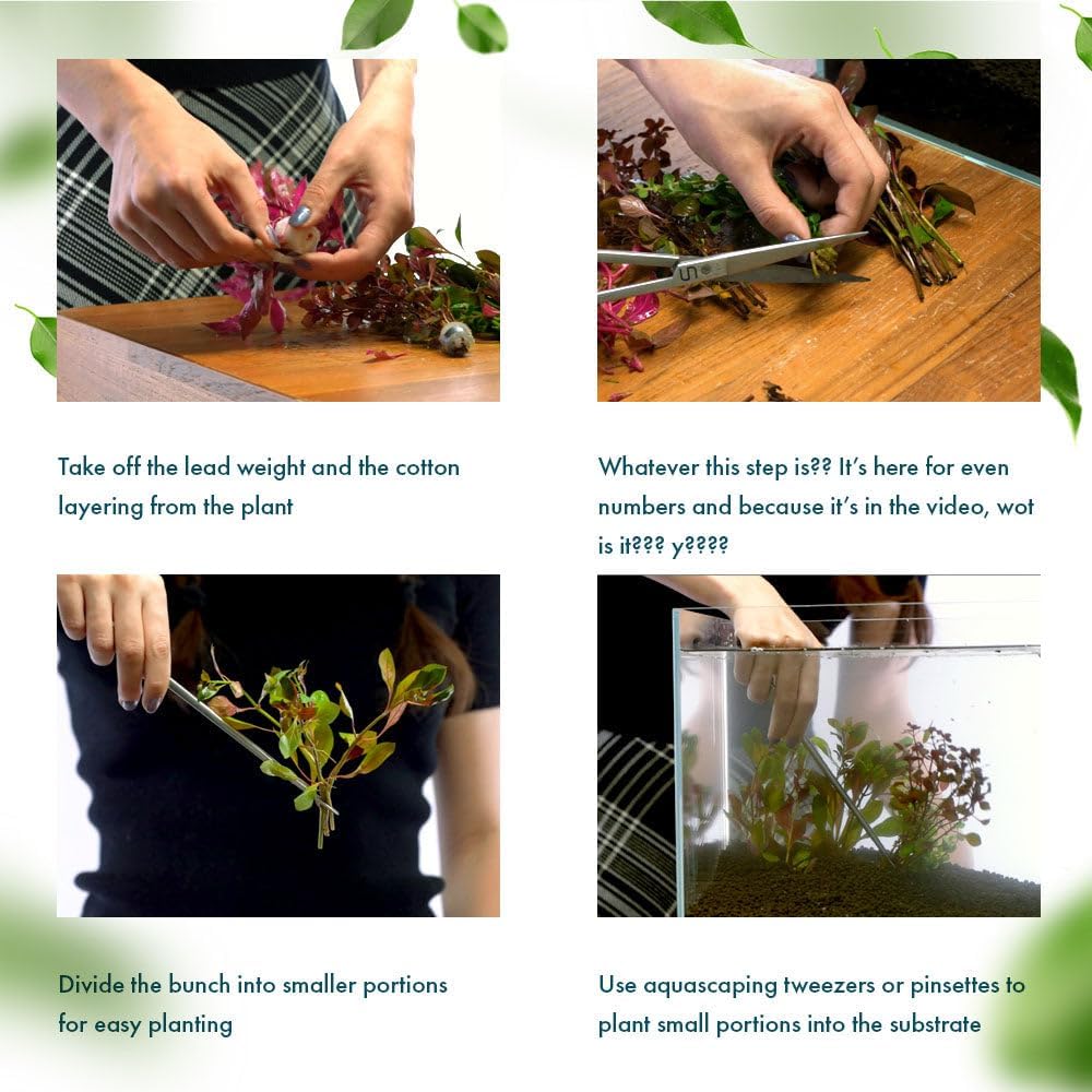 Live Plant - Anacharis (Egeria densa) - Easy Care, Low to Medium Light, Bright Green Accent, Freshwater Aquatic Plant for Aquascaping - Lead Bunch