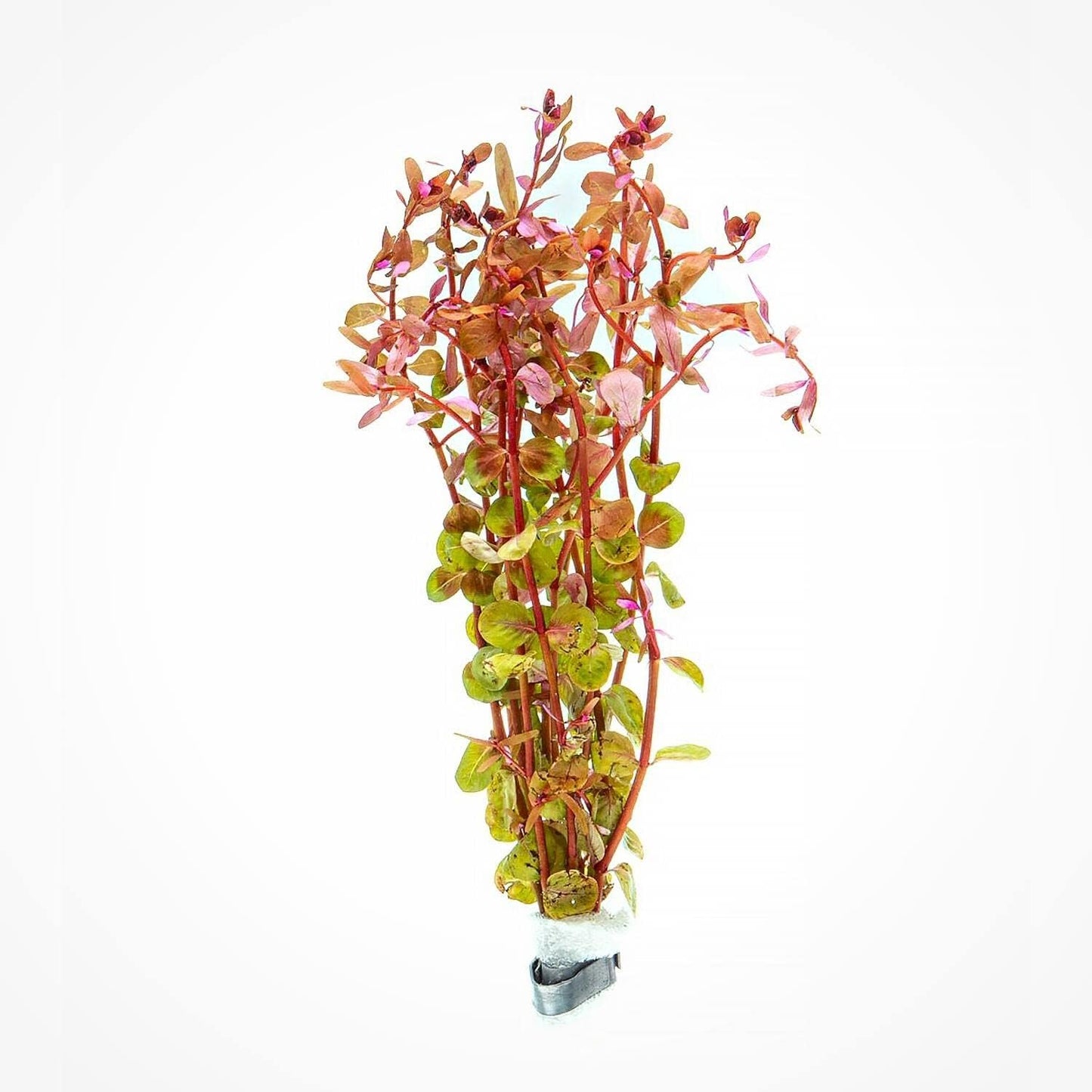 Live Aquarium Red Stem Plants - Freshwater Aquatic Plant for Fish Tanks, Aquascaping - (Rotala Wallichii, 4 Bunches)