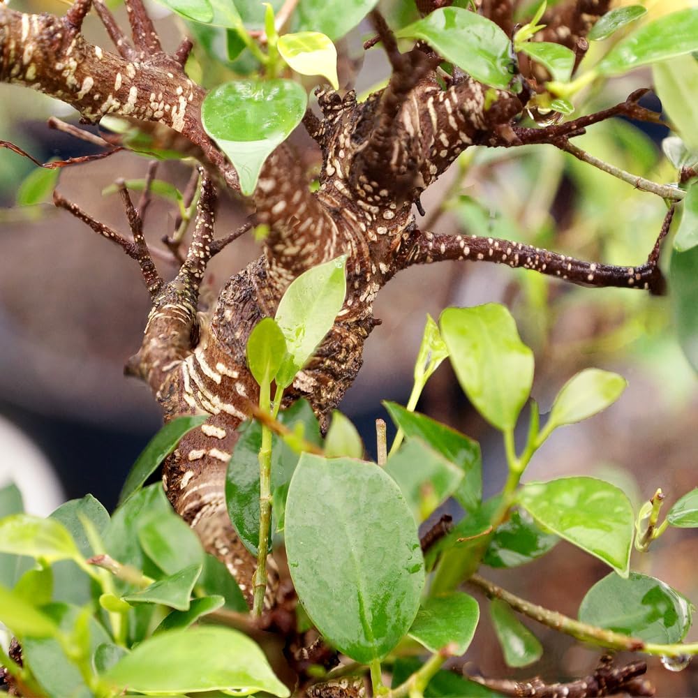 Brussel's Bonsai Live Golden Gate Ficus Indoor Bonsai Tree - Large, 10 Years, 16 to 20 In - Live Bonsai Tree in Ceramic Bonsai Pot