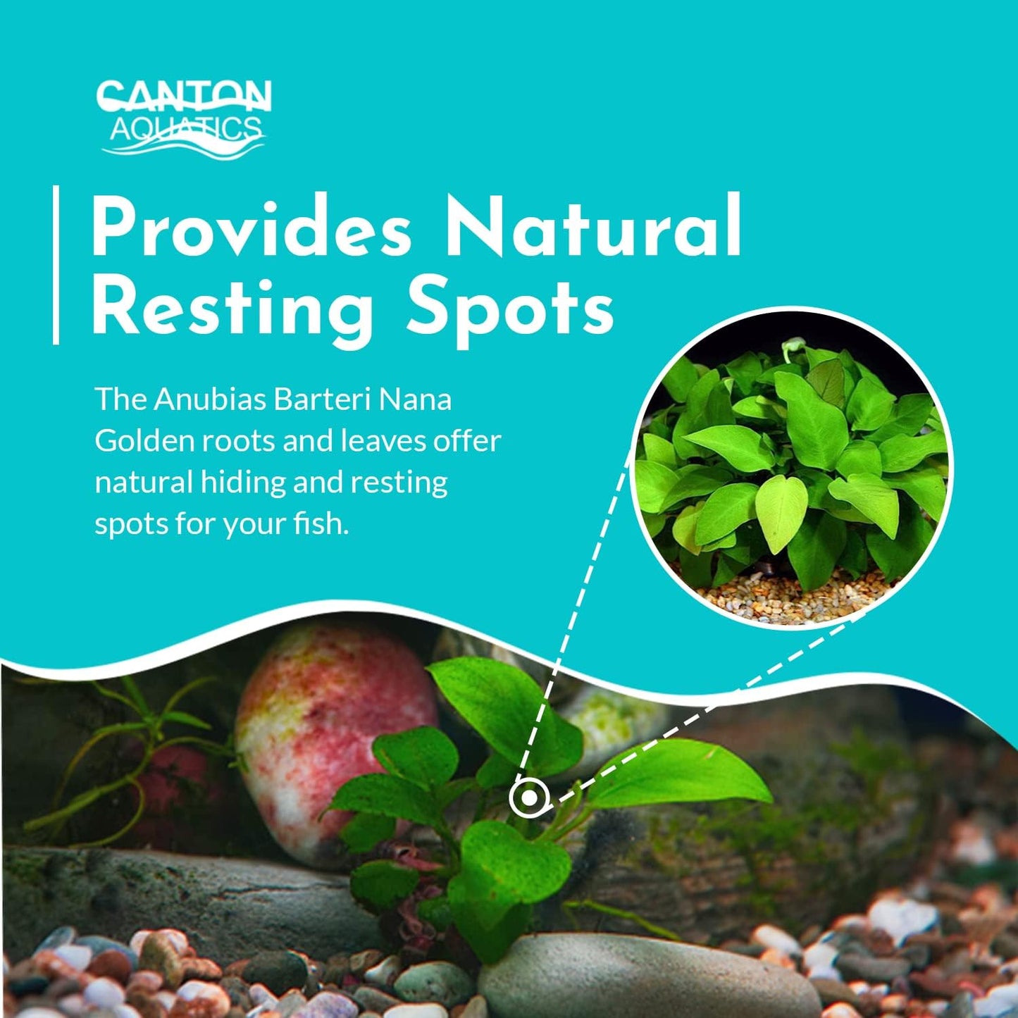 Aquarium Anubias Barteri Nana Golden - Absorb Excess Pollutants & Nitrates - All Natural & Organic Fish Resting Spots - Golden Yellow Aquatic Plants - Small