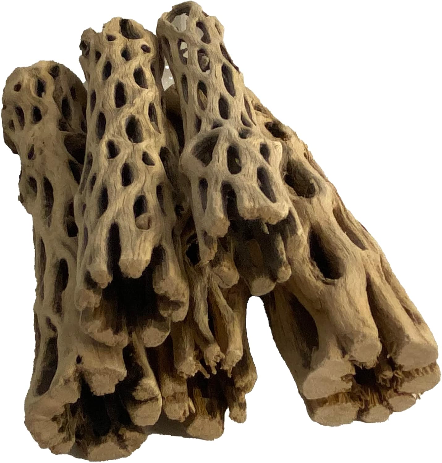Awesome Aquatic Natural Cholla Choya Wood 5 Pieces 6” for Shrimp Habitat and Food Treat Hermit Crabs Plecos Aquarium Decoration Lowers pH Hideouts and Chew Toys Reptiles Thorn Free Dried Organic
