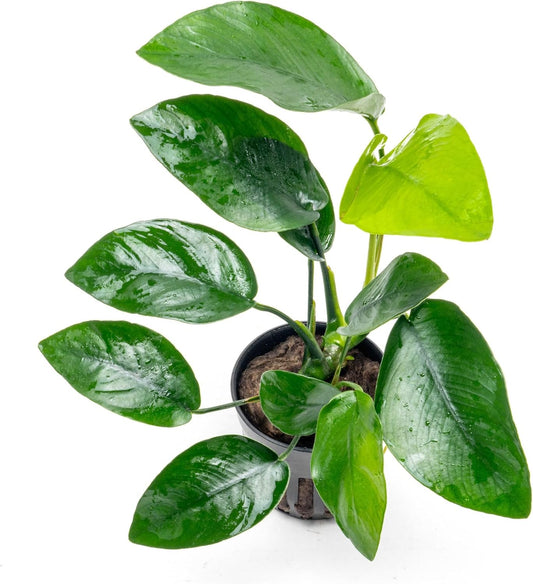 Anubias Live Aquarium Plants - Anubias Nana Tropica (Anubias barteri Nana) - Low Light Epiphytic Rhizome for Foreground to Midground Freshwater Aquascapes, Dark Green Accent - Pot