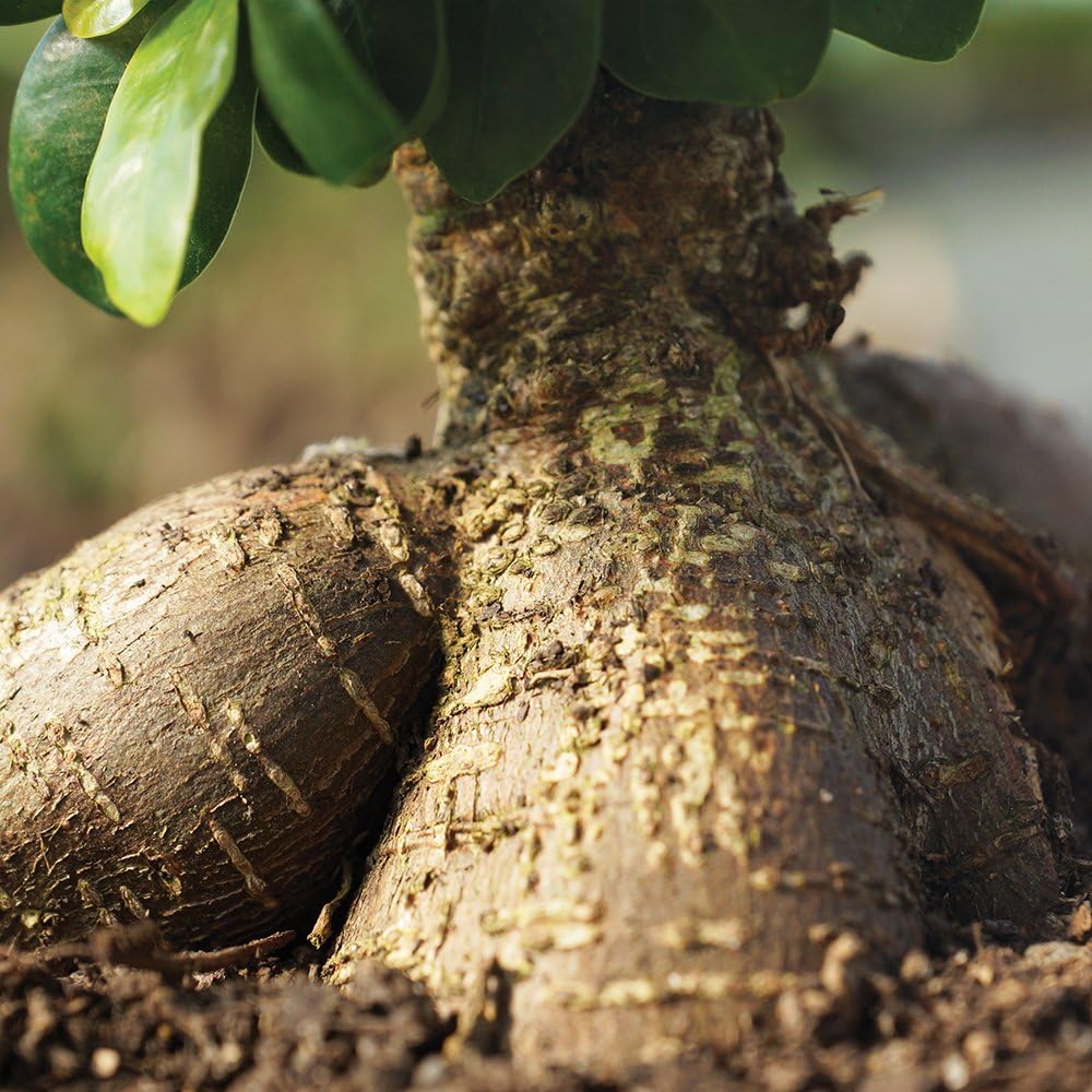 Brussel's Bonsai Live Ginseng Grafted Ficus Indoor Bonsai Tree Gift Set - Small, 4 Years, 6 to 8 in - Ceramic Bonsai Pot, Fertilizer, and Humidity Tray