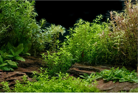 Aquarium Background Underwater Green Grass Leaves Stone Aquarium Backdrop Vivid and Fresh Green Aquatic Plant Stone River Bed and Lake Fish Tank Background Decor Vinyl 48x20in