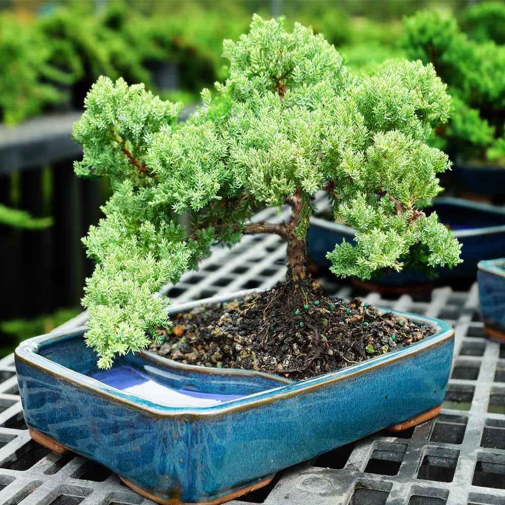 Brussel's Bonsai Live Green Mound Juniper Bonsai Tree - Medium, 5 Year, 6 to 10 Inches - Outdoor Bonsai Tree Live with Water Bonsai Pot (Not Sold in California)
