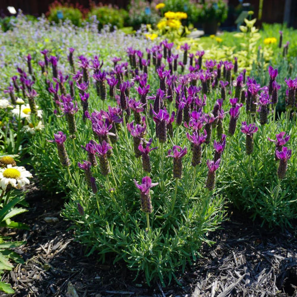 1 Pot Lavender Plant Live, Lavandula Perennial Flower Plant Indoor Outdoor, Well Rooted Plugs 3 to 5 Inch Tall to Grow (French Lavender)