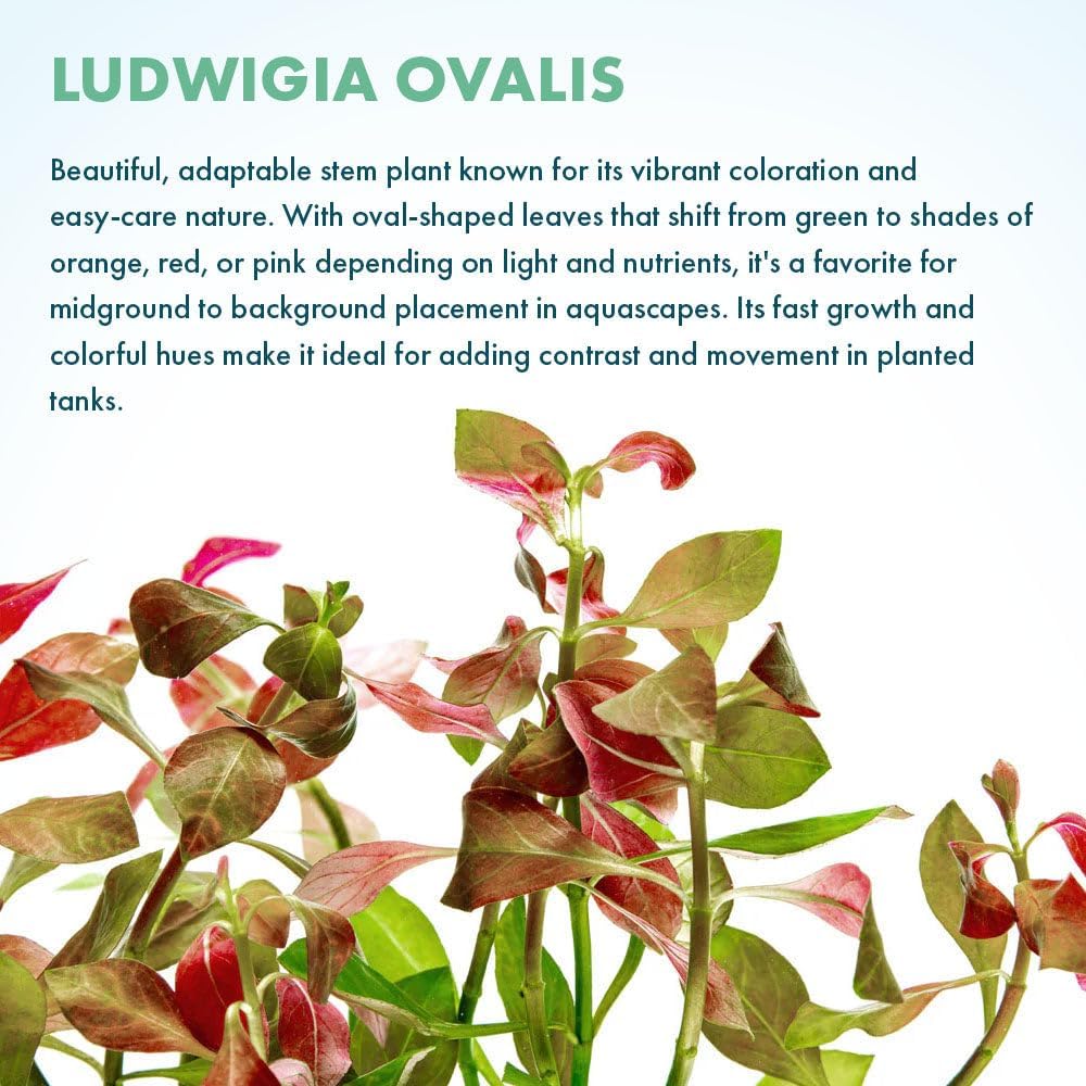 Live Plants – Ludwigia Ovalis – Moderate to High Light, Green to Orange, Midground Accent – Lead Bunch, 4 Pack