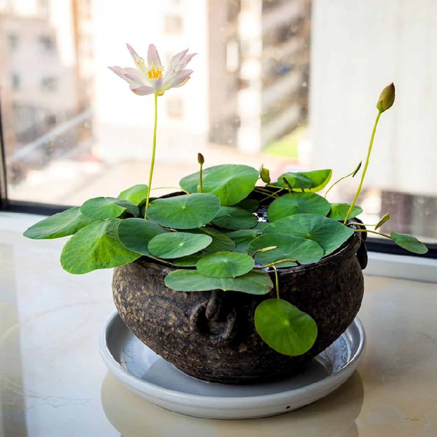 Aquatic Soil for Pond Plants 5.5LBS, Pond Clay Aquarium Soil Suitable for Water Lily and Water Plant, Pond Potting Media for Aquatic Plant