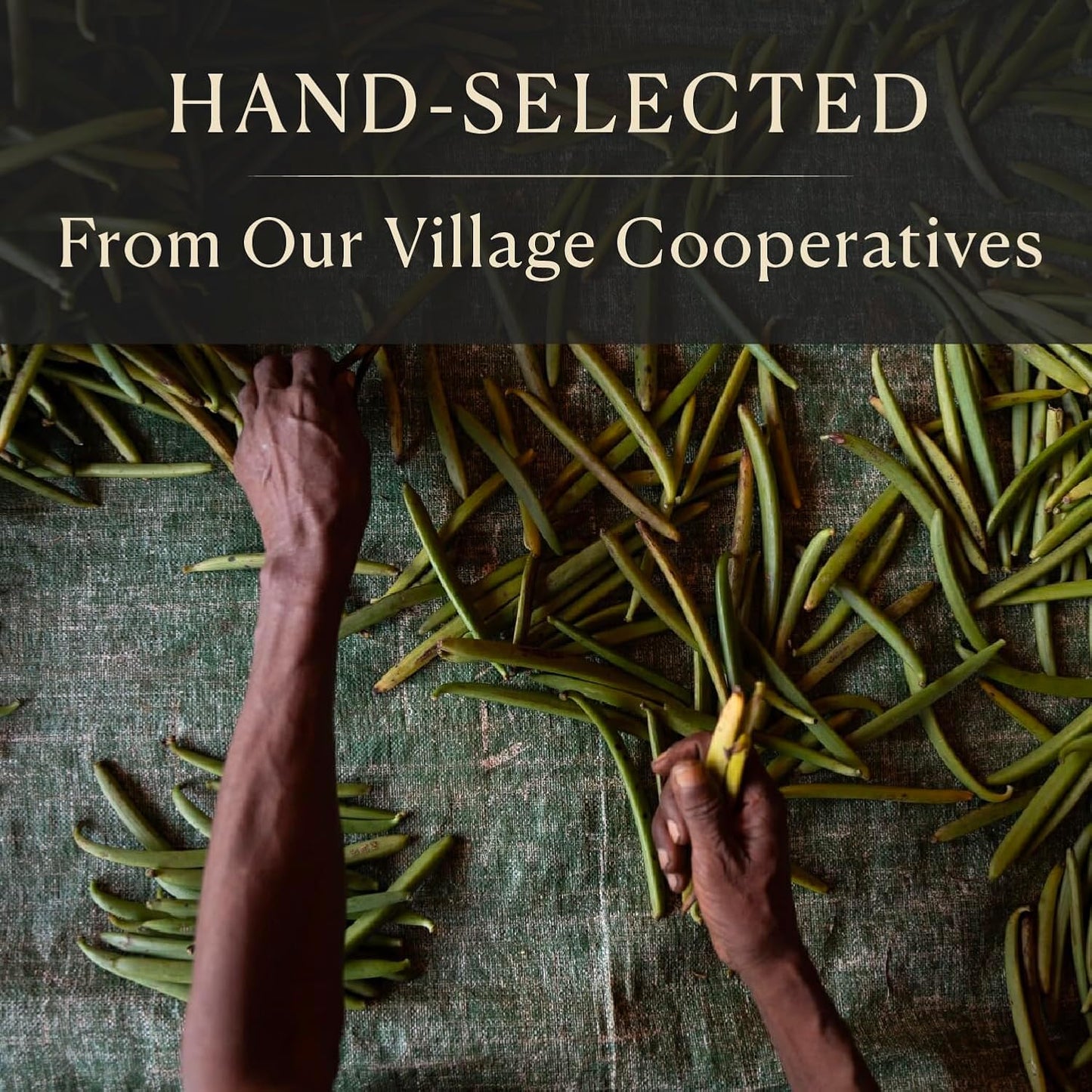 Cook’s, Tahitian Organic Vanilla Beans, Grade A, World’s Finest Gourmet Fresh Premium Vanilla, Certified Organic by CCOF, 10 Whole Beans