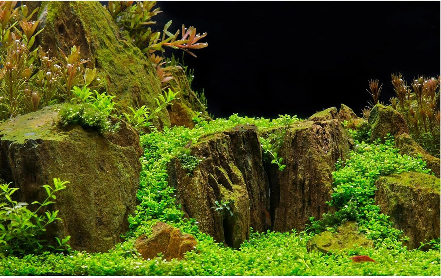 Aquarium Background Exquisite Underwater Grass with Moss Aquarium Backdrop Mysterious Stone Aquarium Background Durable Vivid and Fresh Leaves Background Tank Backdrop Decor Vinyl 48x20in