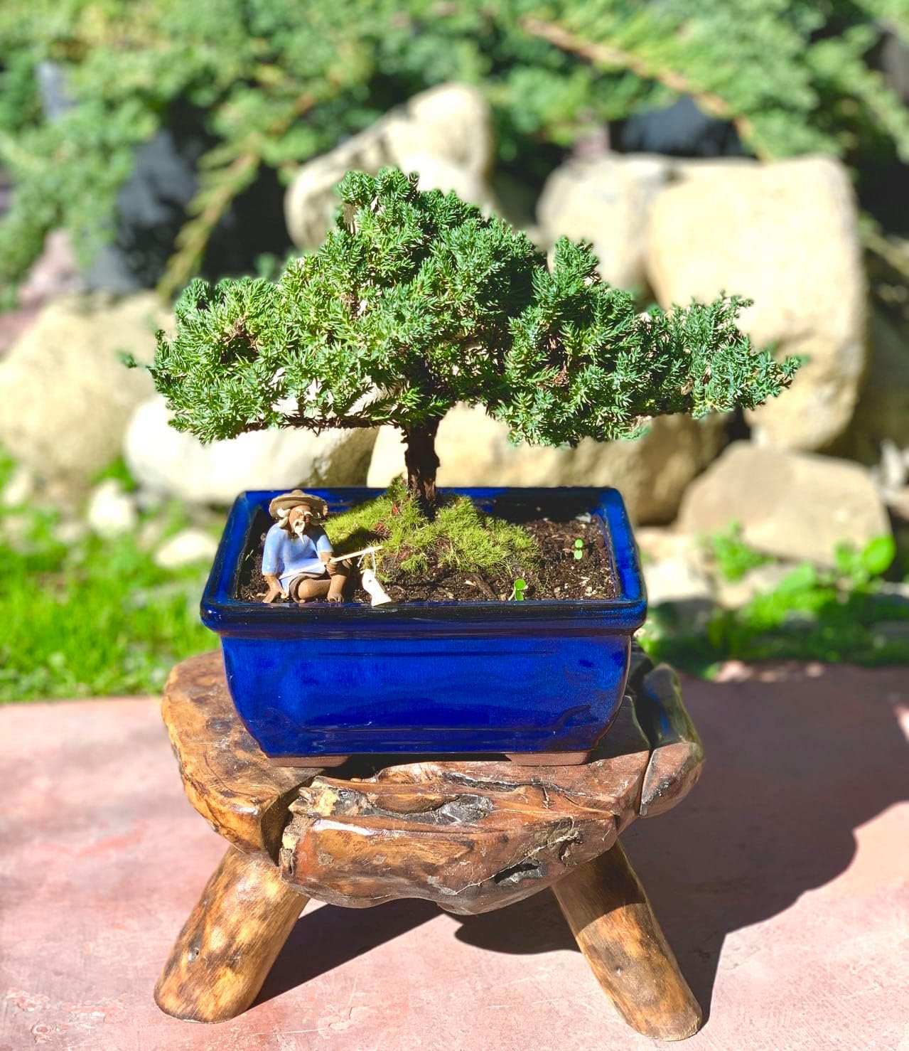 Live Dwarf Juniper Bonsai Tree 7 Year Old | Juniper or Jade Bonsai Tree | Indoor/Outdoor | 100% Handcrafted| Home and Office Décor | Best Gift for Holiday