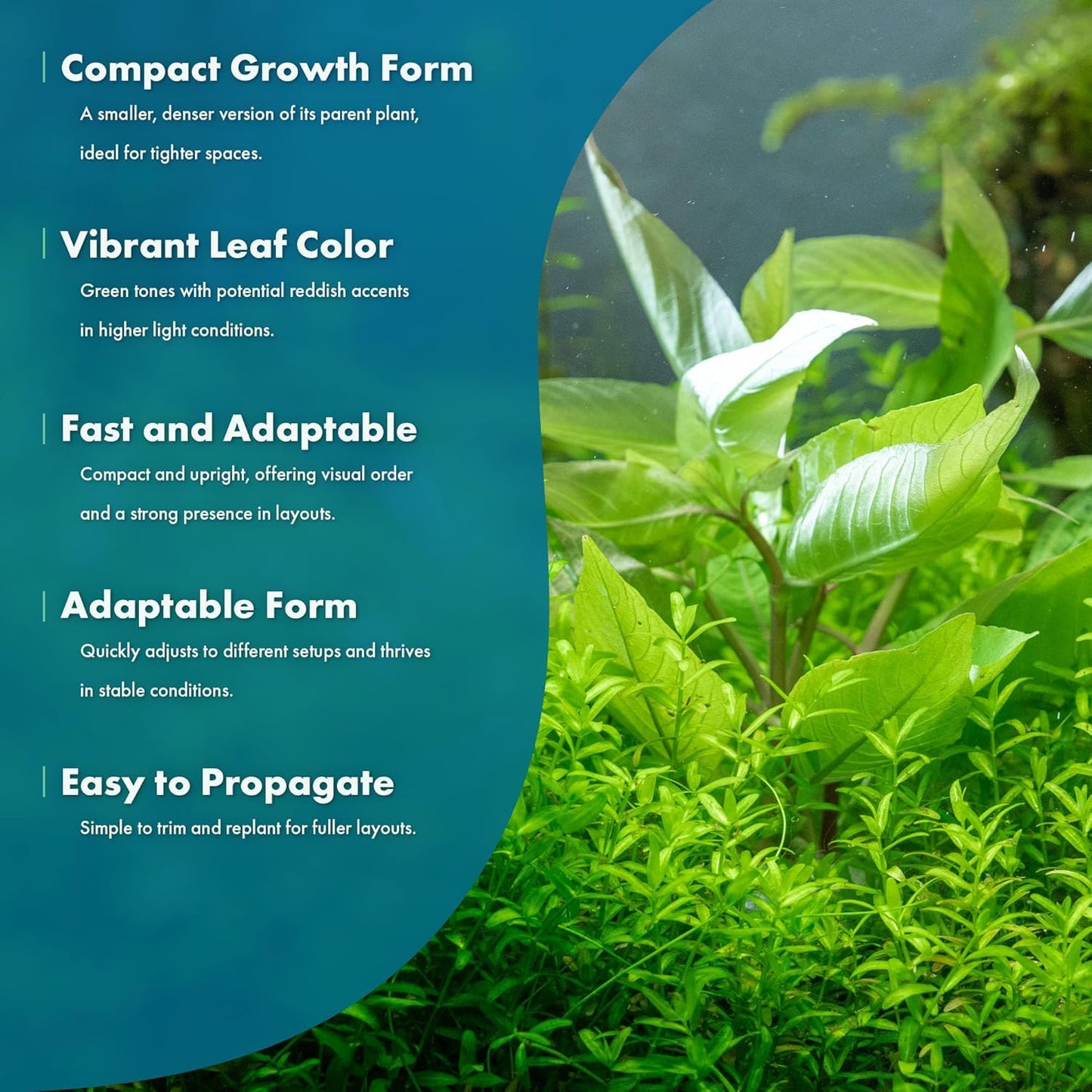 Dwarf Hygrophila Corymbosa Siamensis Live Aquarium Plant - Freshwater Fish Tank Decorations and Natural Aquatic Decor (1)