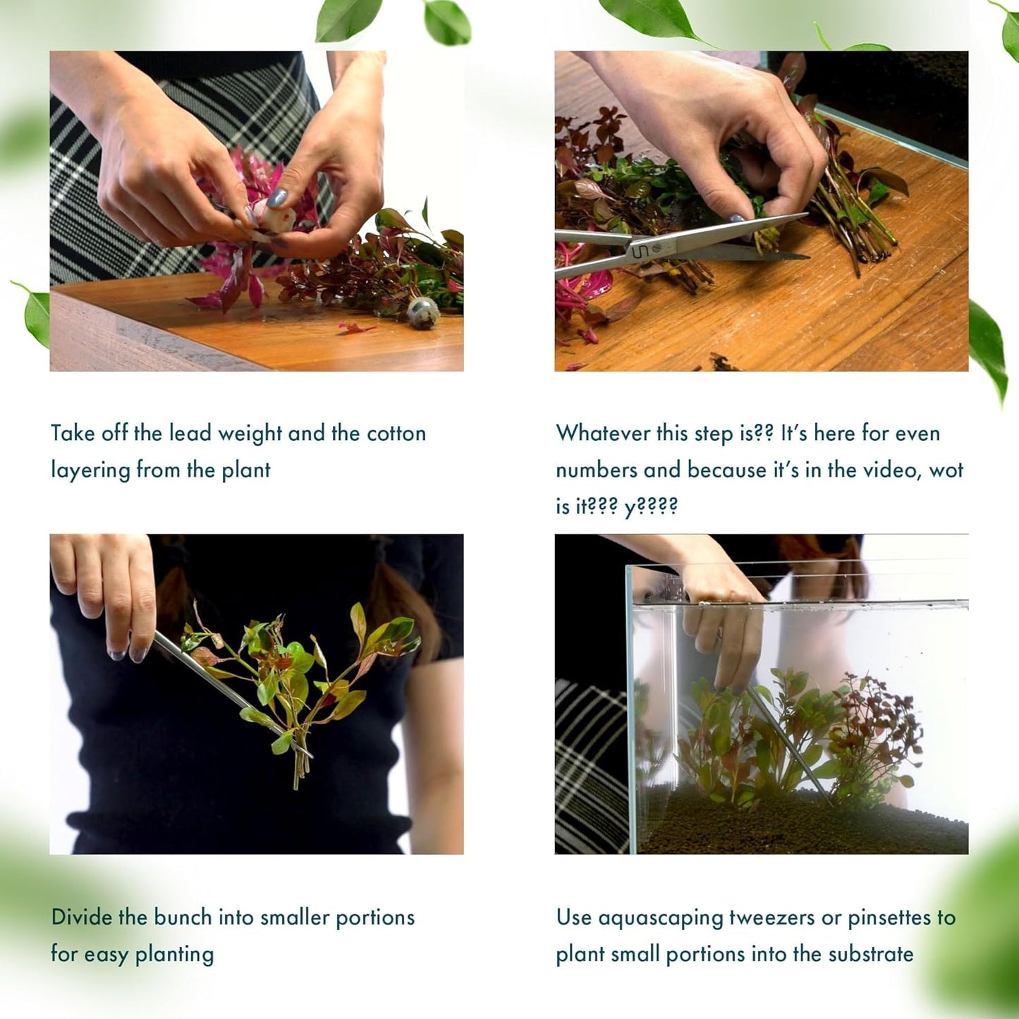 Live Plants - Ammannia Sulawesi - Orange to Pink Stem Plant for High Light Freshwater Aquarium Aquascapes, Midground to Background, Orange, Pink, Green Accent - Lead Bunch