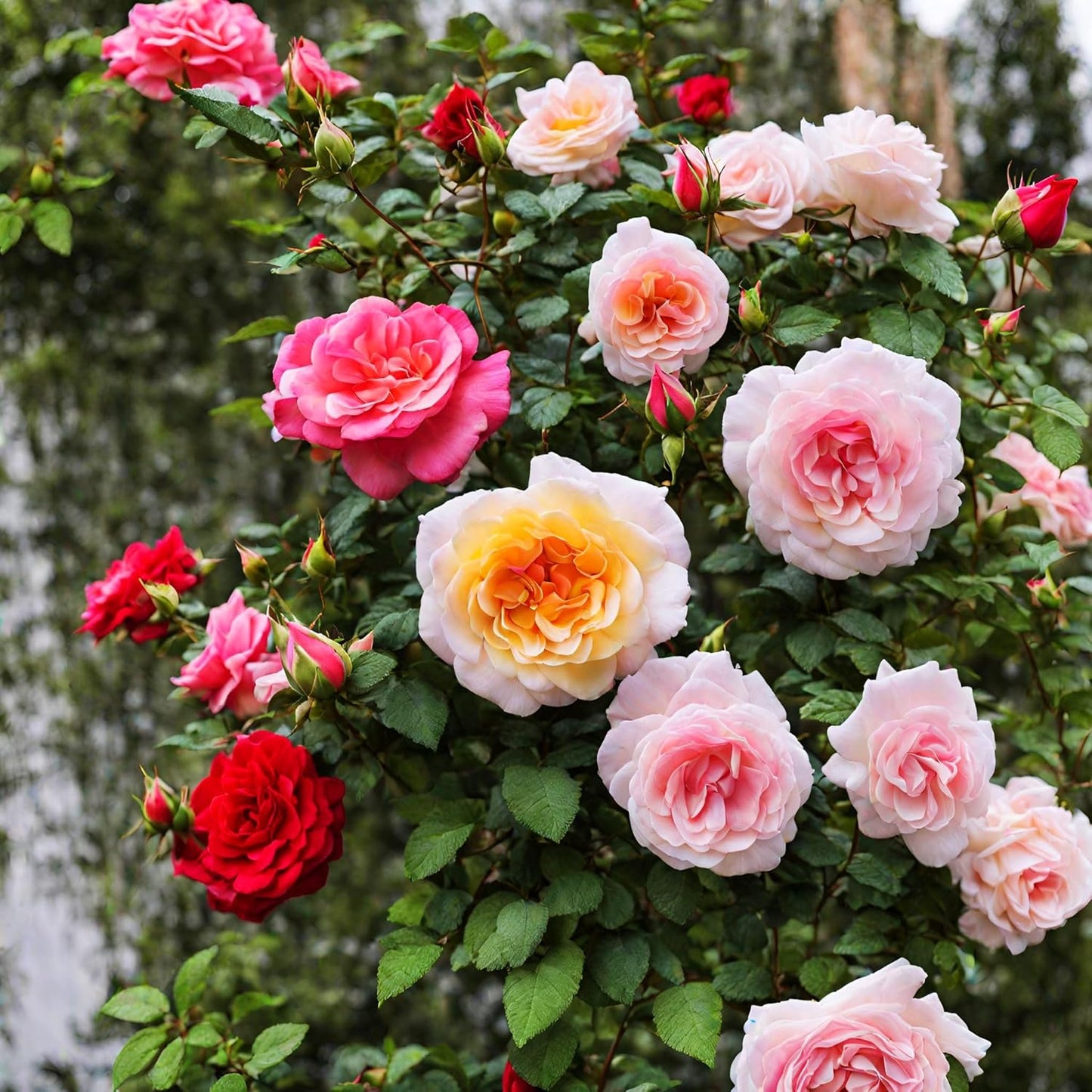 100+ Rose Seeds: 16 Blue Red Pink Yellow Heirloom Varieties for Colorful Perennial Shrubs