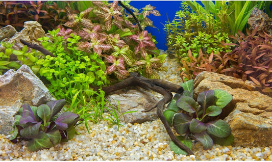 Aquarium Background Various Underwater Grass Plants Pebble Aquarium Backdrop Vivid and Fresh Green Aquatic Plants Stone River Bed and Dead Wood Purple Leaves Tank Background Vinyl 72x16in