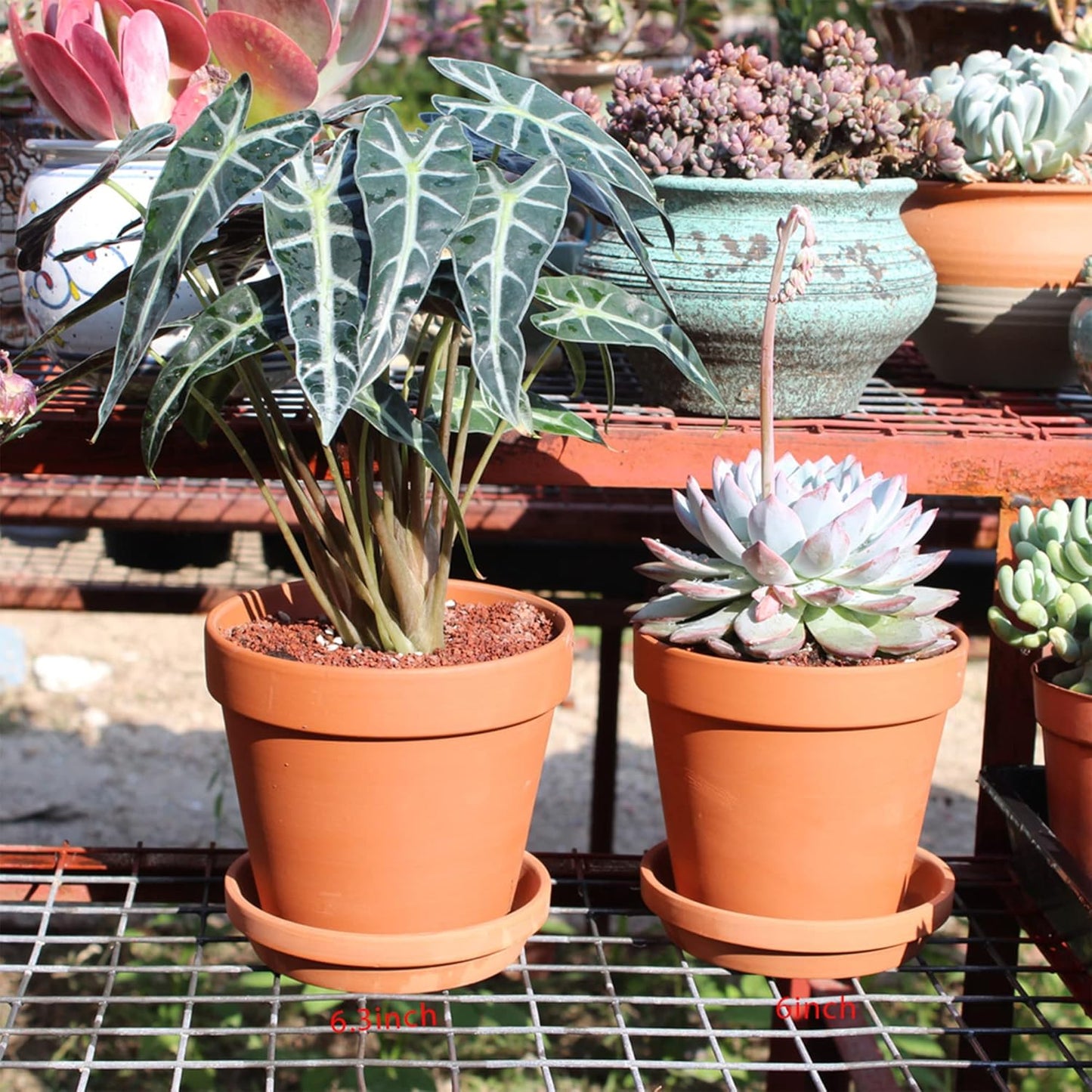 Yishang Large Terra Cotta Pots with Saucer- 6 Pack Large 6'' Terra Cotta Plant Pot with Drainage Hole, Flower Pot with Tray, Terracotta Pot for Indoor Outdoor Plant