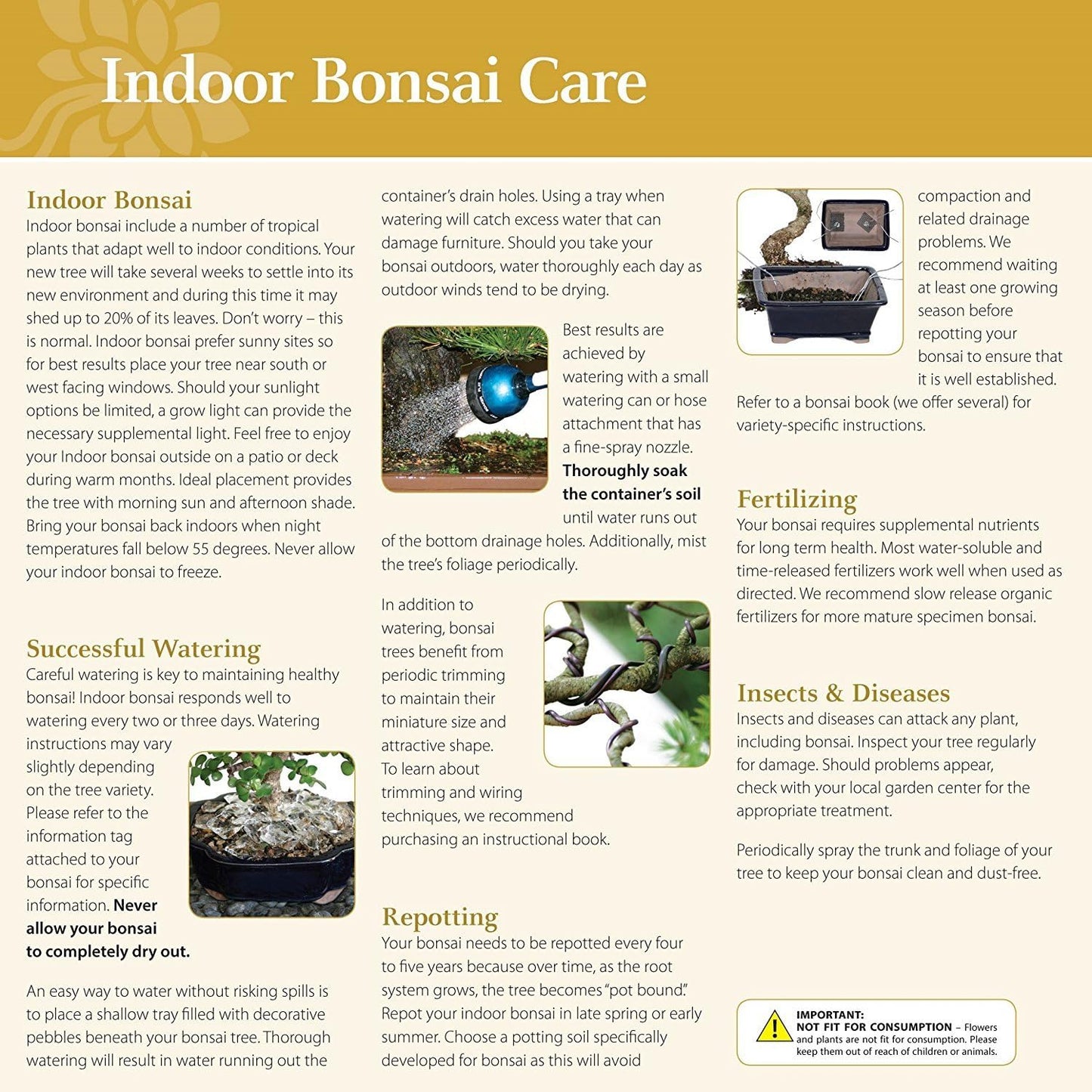 Brussel's Bonsai Live Golden Gate Ficus Indoor Bonsai Tree - Medium, 7 Years Old, 8 to 16 Inches Tall - Live Bonsai Tree in Ceramic Bonsai Pot