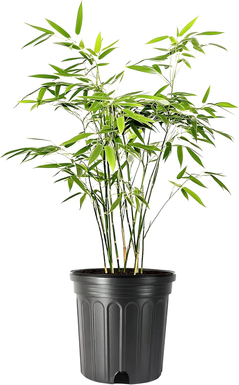 Bamboo Fernleaf | 5 Large Gallon Size Plant | Bambusa multiplex | Clumping Bamboo Privacy Screen | Fast Growing Hedge Windbreak Gardens Walkways Borders Decorative Accent Garden Feature Zone