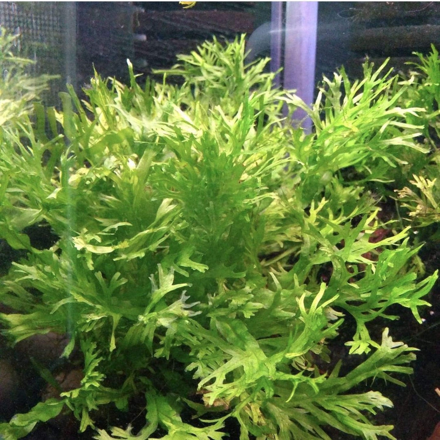 Anubias, Java Fern, Moss and more! Freshwater Live Aquarium Plants on Driftwood for Aquatic Tropical Fish Tank Decorations - Easy for Beginner by Greenpro (Java Fern Windelov)
