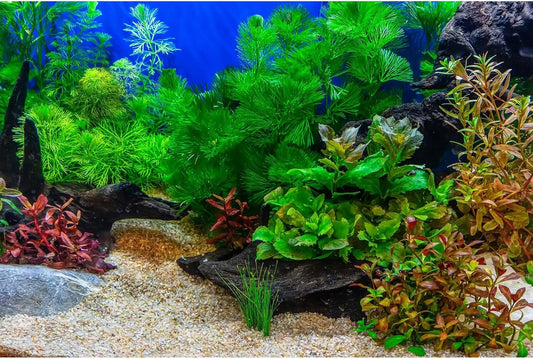 Aquarium Background Underwater Grass Leaves with Pebble Aquarium Backdrop Vivid and Fresh Green Aquatic Plant Stone River Bed and Lake Fish Deadwood Tank Background Decor Vinyl 24x16in