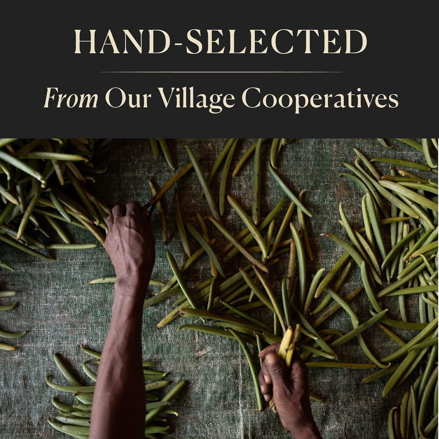 25 Organic Madagascar Whole Vanilla Beans, Grade A Pods, Premium Vanilla Beans for Making Extract & Baking - Cook’s