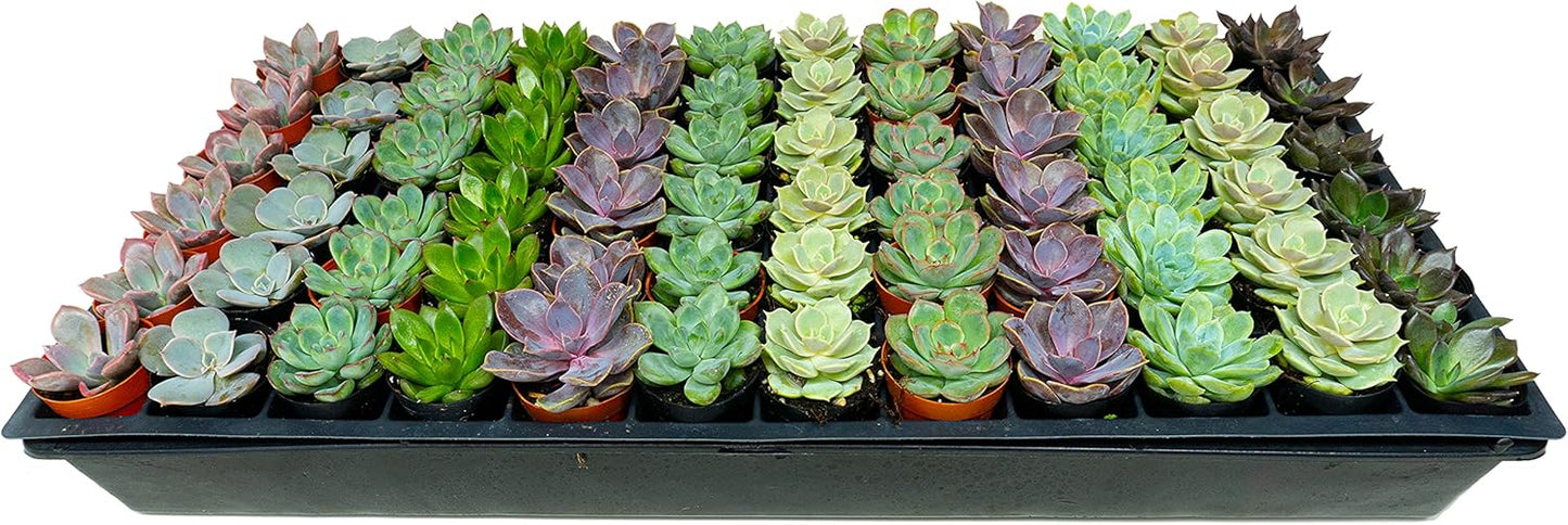 1.75 Inch Mini-Echeveria Assortment | Beautiful Rosette Assortment | Colorful, Hand-Picked Assortment | Great for Office, Home, or Wedding Decor | 72-Pack