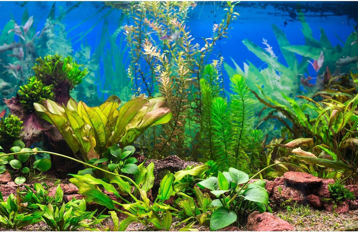 Aquarium Background Various Underwater Grass Plants Aquarium Backdrop Vivid and Fresh Green Aquatic Plants Stone River Bed and Dead Wood Purple Stone Fish Tank Background 72x24in