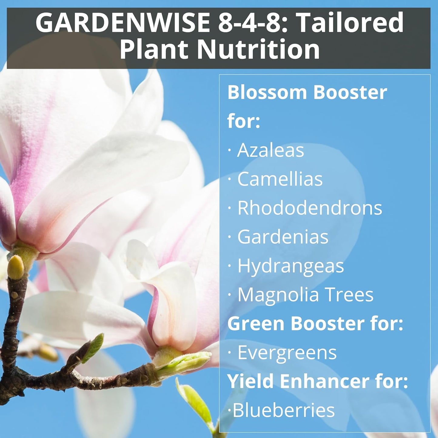 8-4-8 Acidic Fertilizer for Azaleas, Camellias (Camelia), Hydrangeas, Blueberries, Gardenias, Magnolia Trees, Evergreens, and Rhododendrons - Ideal Iron-Rich Plant Food (1/2 Quart)