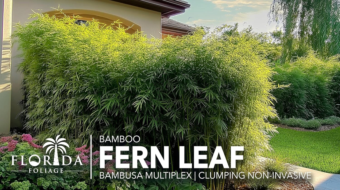 Bamboo Fernleaf | 5 Large Gallon Size Plant | Bambusa multiplex | Clumping Bamboo Privacy Screen | Fast Growing Hedge Windbreak Gardens Walkways Borders Decorative Accent Garden Feature Zone