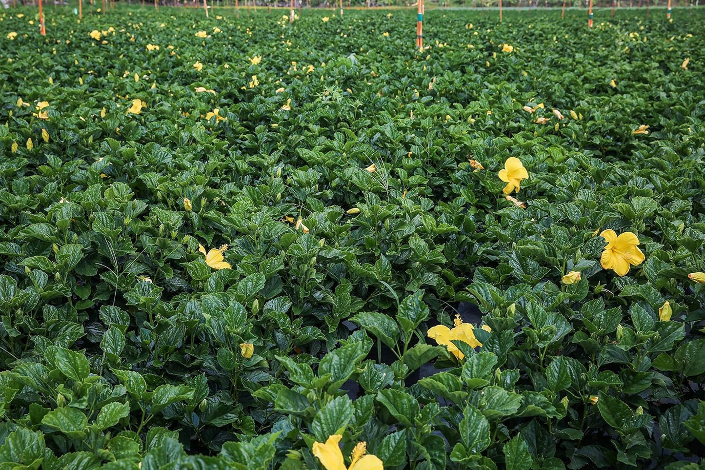 Hibiscus Live Plant - Yellow Hibiscus Bush - Flowering Plants - Yellow Ft. Myers - Overall Height 26" to 28" - (Plant Only)…