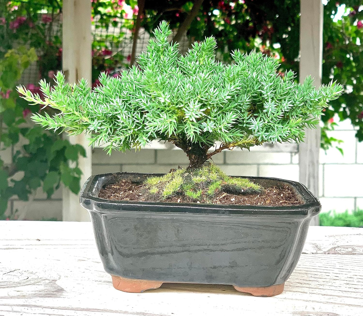 Live Dwarf Juniper Bonsai Tree | Indoor/Outdoor | 100% Handcrafted| Home and Office Décor | Best Gift for Holiday | Good for Beginner